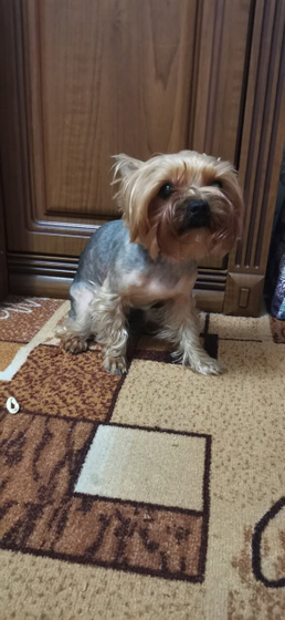 Кто отдавал животных