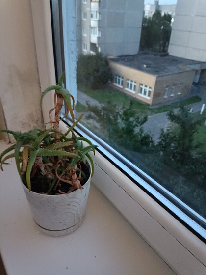 Домашние растения.