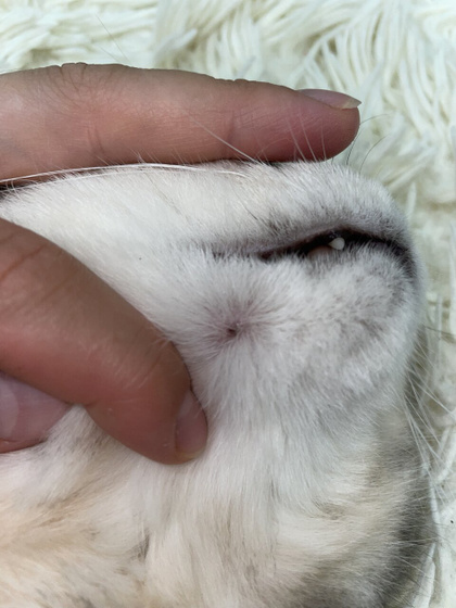 У кота на морде