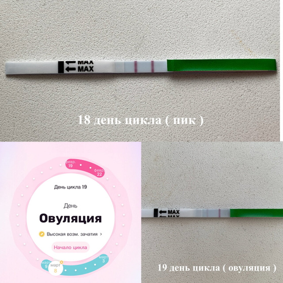 Овуляция