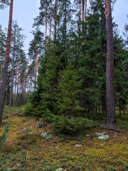 Красоты вам в ленту.
