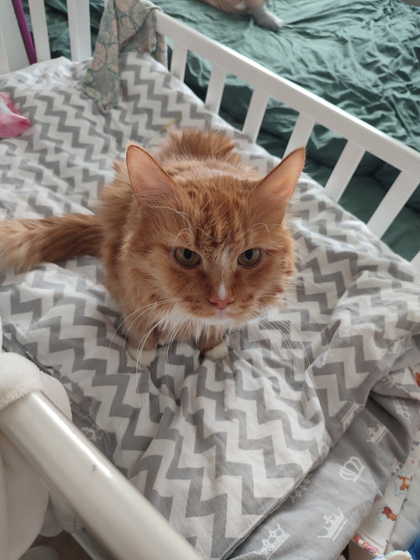 Можно ли стричь котов?