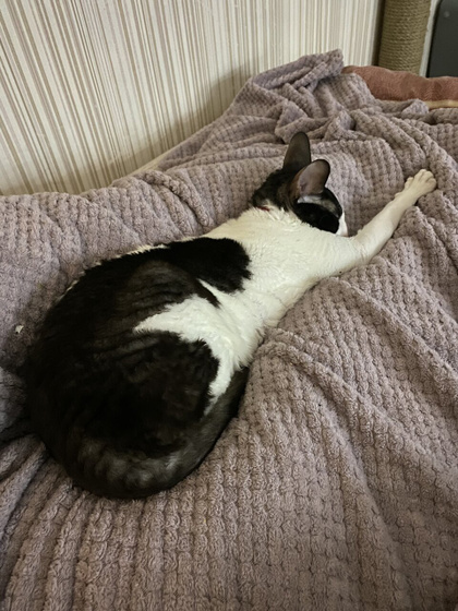 Корм для кота