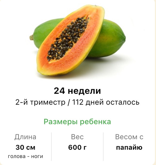 24 недели .