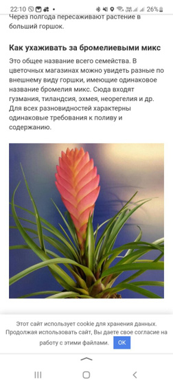 Бромелия.
