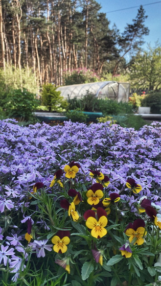 Деревня 🌲🌷🌻