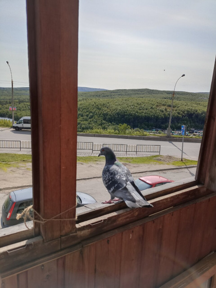 Сижу на балконе, загораю,