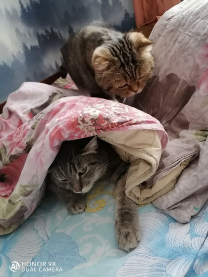 ? ??