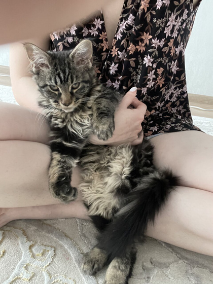 Перевоз кошки через границу