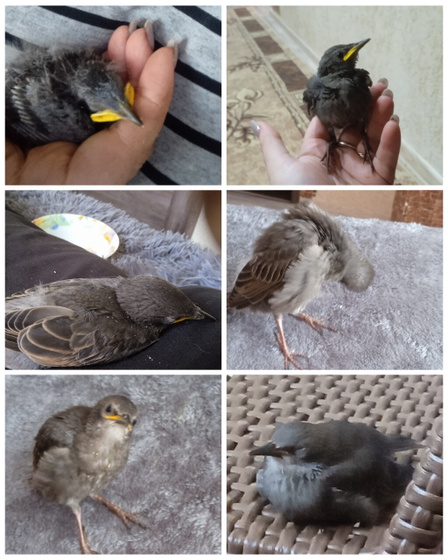 Скворец Гоша Приучаем