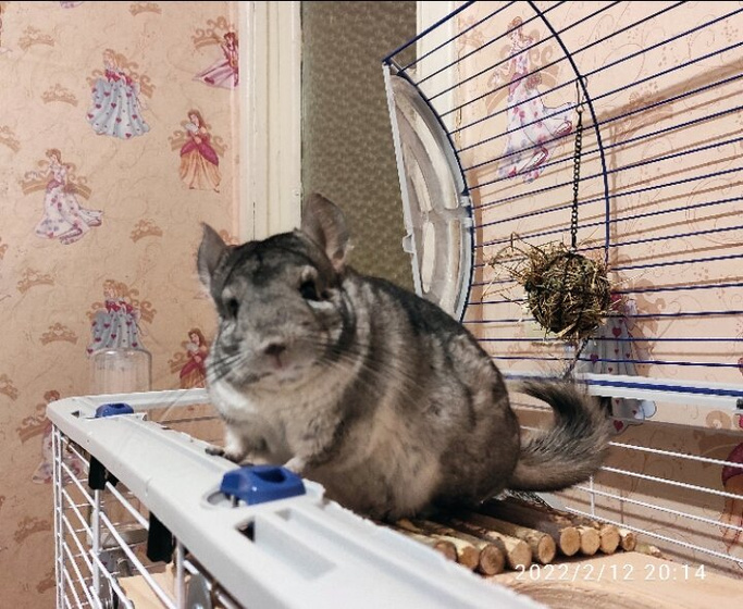 Шиншиллу вам в ленту👍🐿️😁