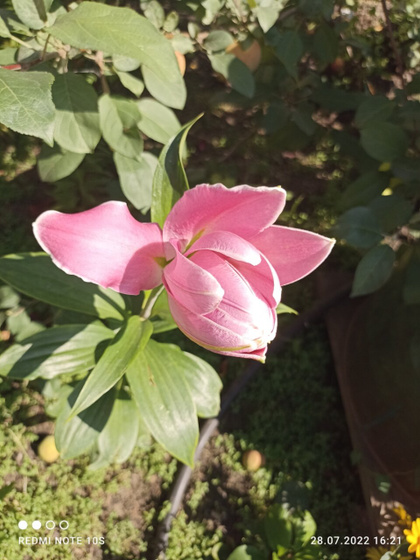 Кто подскажет, что за