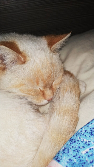 💛🧡