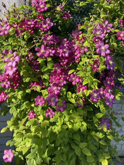 🌺