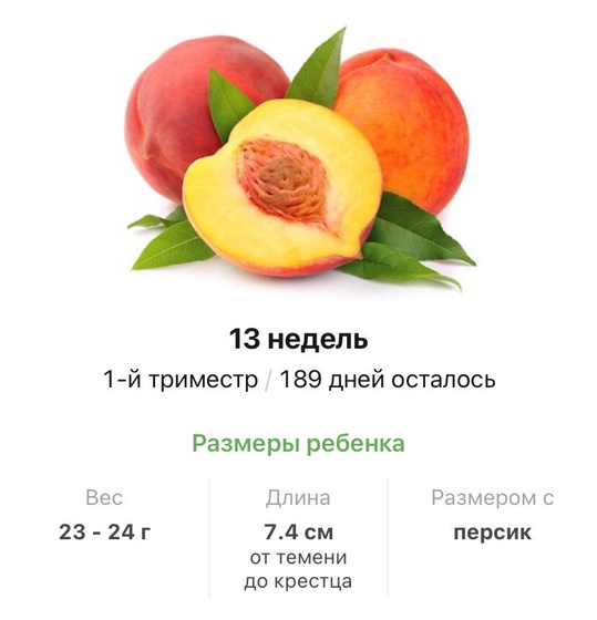 13 недель .