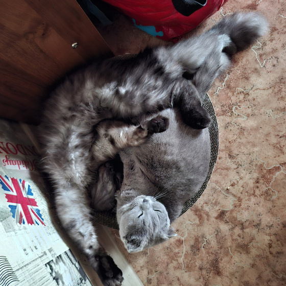 Котосемья