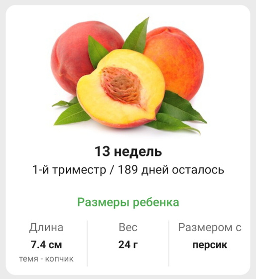 13 недель. 🍑🍑🍑