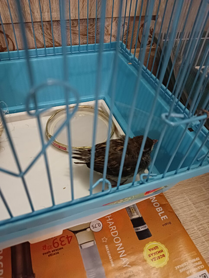 У нас пополнение в птичьем царстве