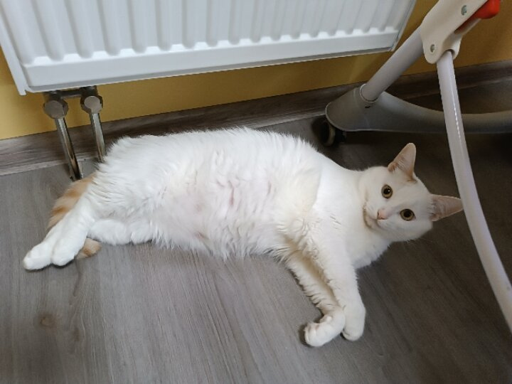 ☺😁 котярика вам в