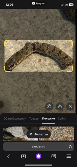 Что за змея?