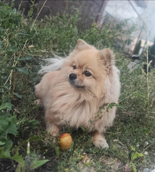 Собачники. На что перейти от Grandorf?