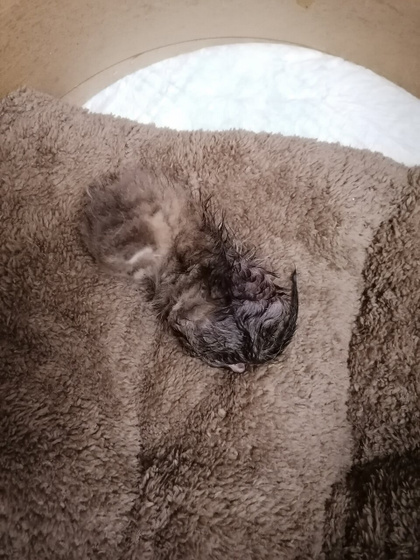 Котятки.