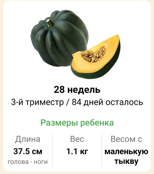 28 недель