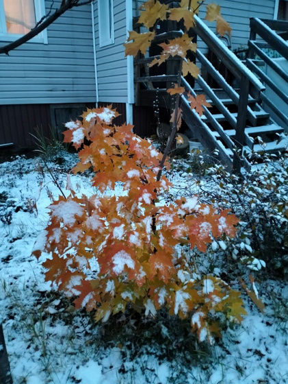 Зима пришла ❄️❄️❄️