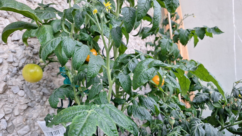 Новый урожай подрастает:)