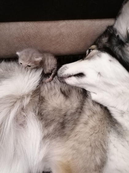 Котятки.