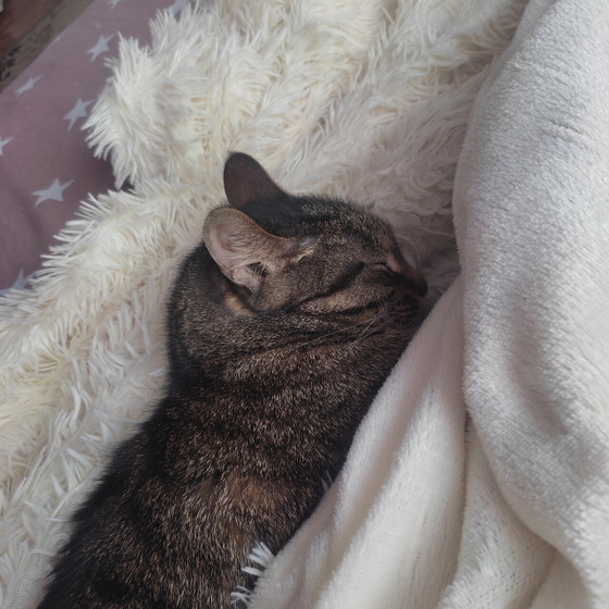 Кошки