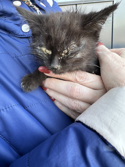 Кальцивироз у котёнка