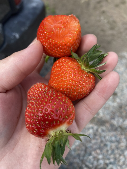 Клубничка 🍓