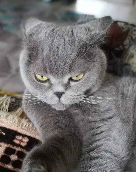Про братьев наших меньших ...
