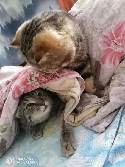 ? ??