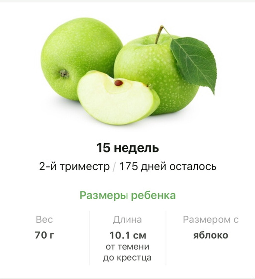 15 недель .