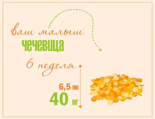 6️⃣ недель ❤️.
