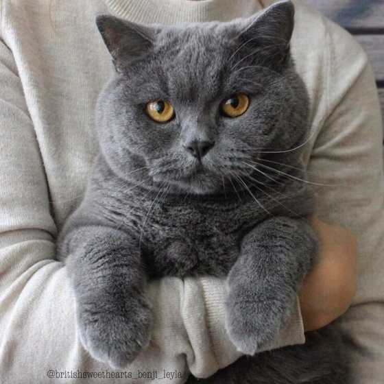 Тест: выбери котика и узнай о себе немножко больше :)