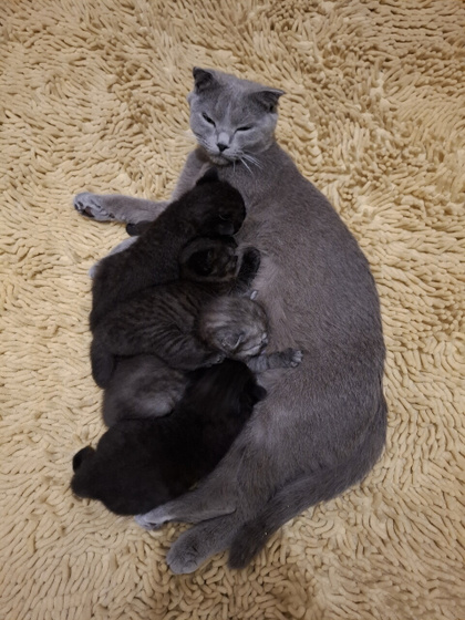Наши котятки