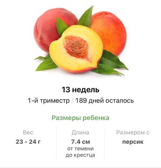 13 недель .