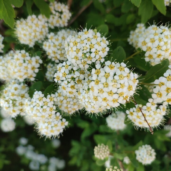 Ещё кусочек Северного лета...