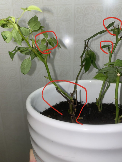 Потемнели стебли