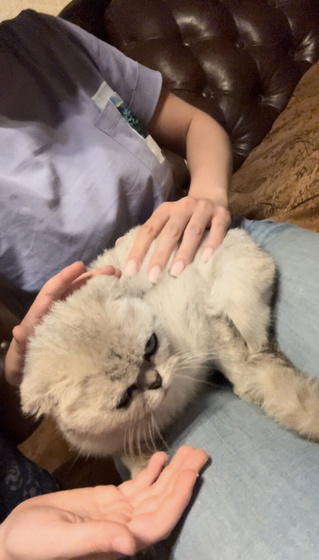 Подобрала котенка