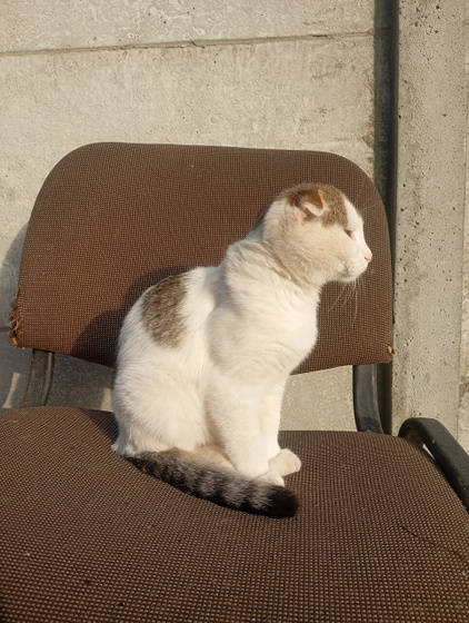 Котик