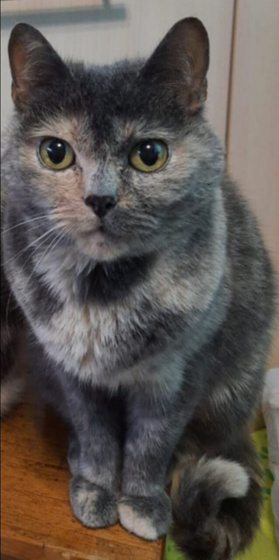Питомцы 🐈🐕🐇🦜🐠🐢🐁