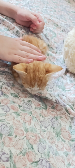Опять котенок ....