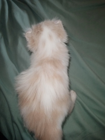 Блин че то котят