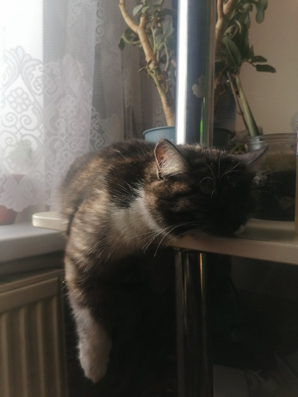 Устала кошка ? Вообще