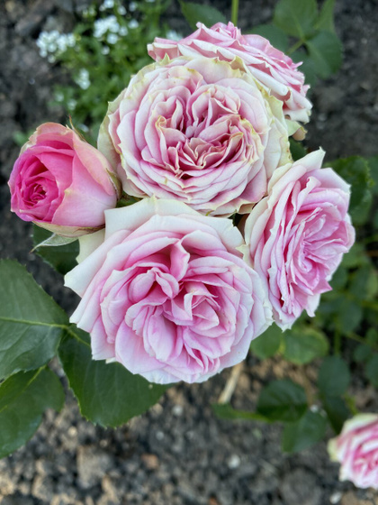 🌺