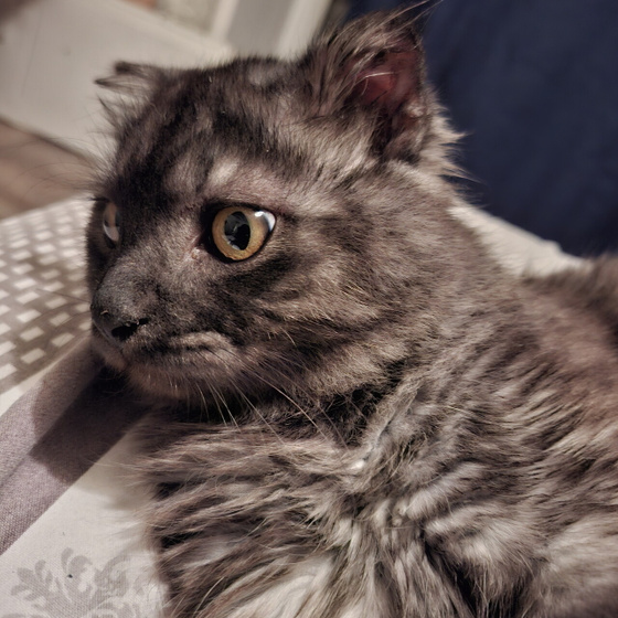 Котосемья